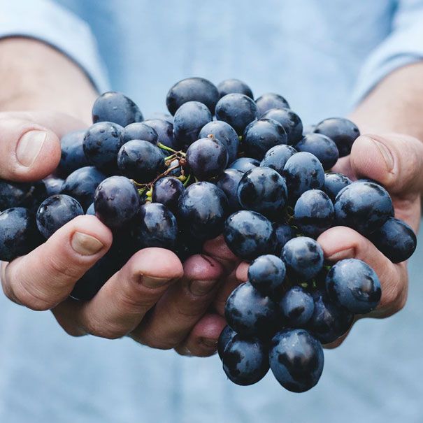 Península Vinicultores