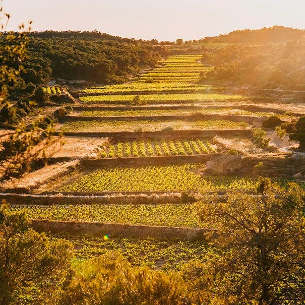 Lafou Celler
