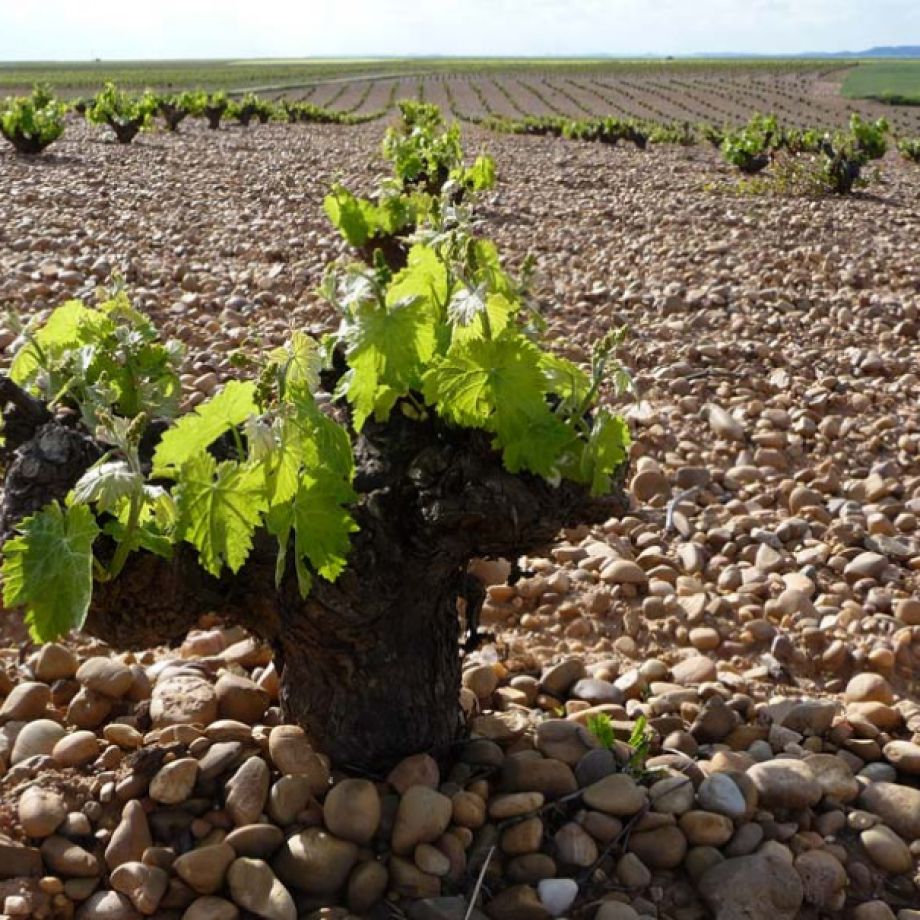 Bodegas José Pariente