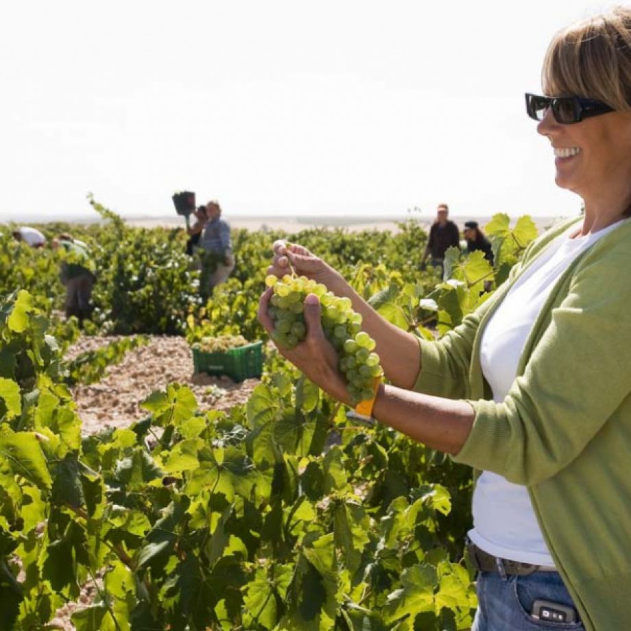 Bodegas José Pariente